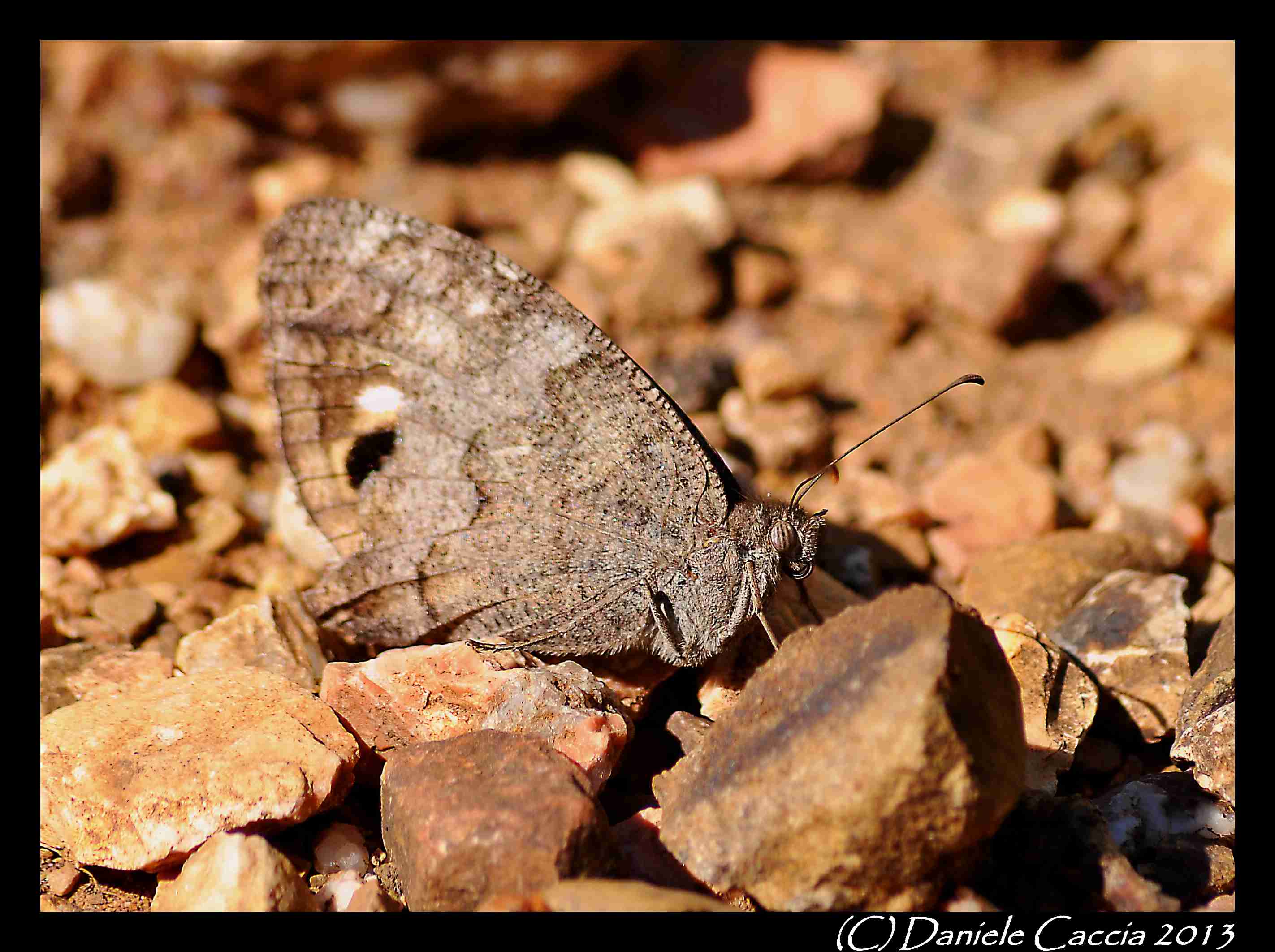 identific.lepidottero1